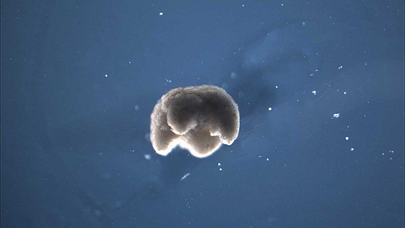 Científicos estadounidenses crean por primera vez pequeños "robots vivos" a partir de células de rana