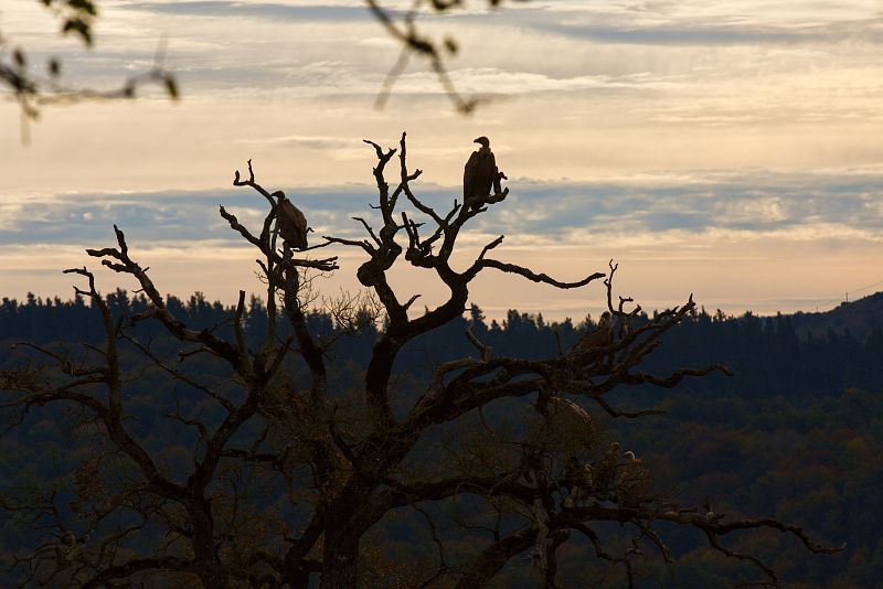 Más de 50 buitres en peligro de extinción mueren envenenados en Zimbabue