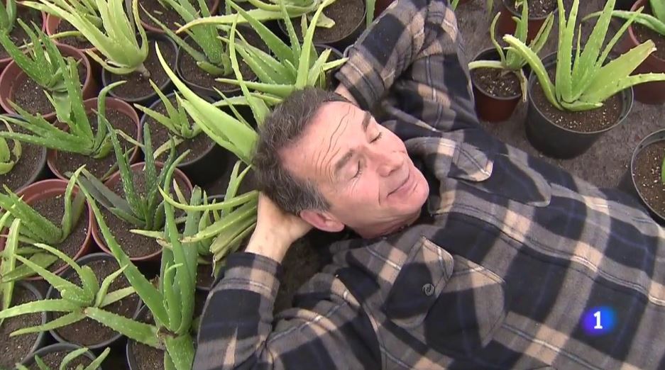 Aqu la tierra - La huerta se llena de aloe vera