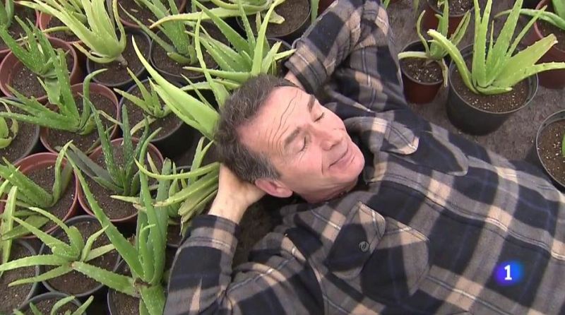 Aloe vera: cómo cultivarlo, cosecharlo y aprovecharlo