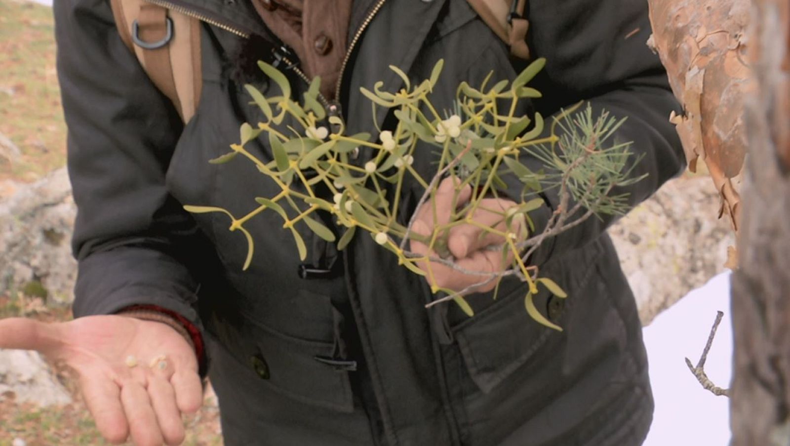 Cómo hacer una pomada de muérdago contra el frío