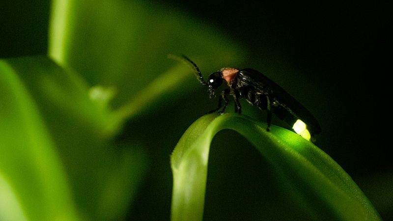 La contaminación lumínica amenaza a las luciérnagas