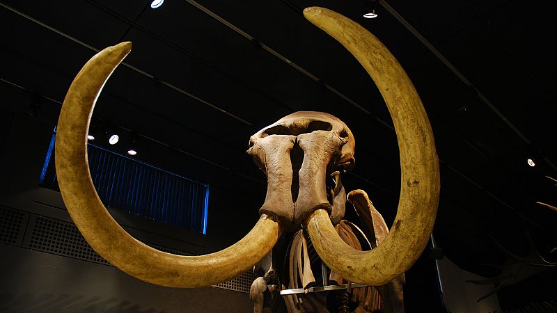 Resucitan los genes mutados de los últimos mamuts
