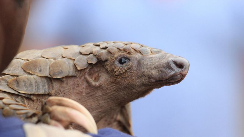 El pangolín, chivo expiatorio de la crisis del coronavirus