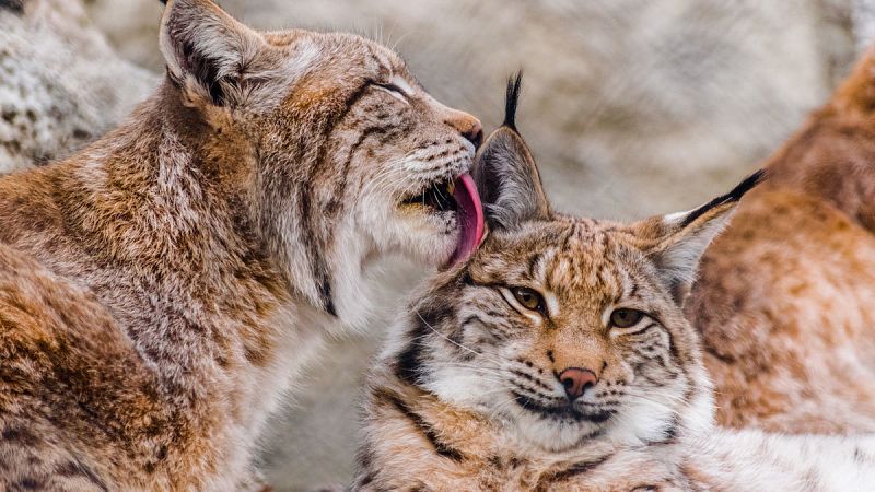 Doñana: más de medio siglo de lucha por la conservación del "tesoro verde" andaluz