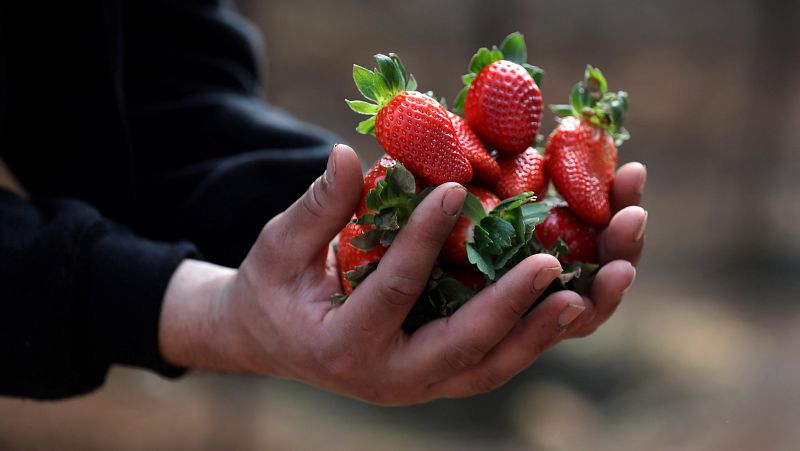 Así son los jóvenes agricultores: "Hay que tener pura vocación para aguantar"