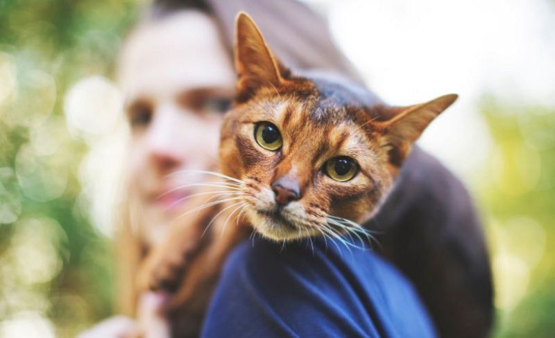 ¿Qué tipo de gato eres según tu personalidad?