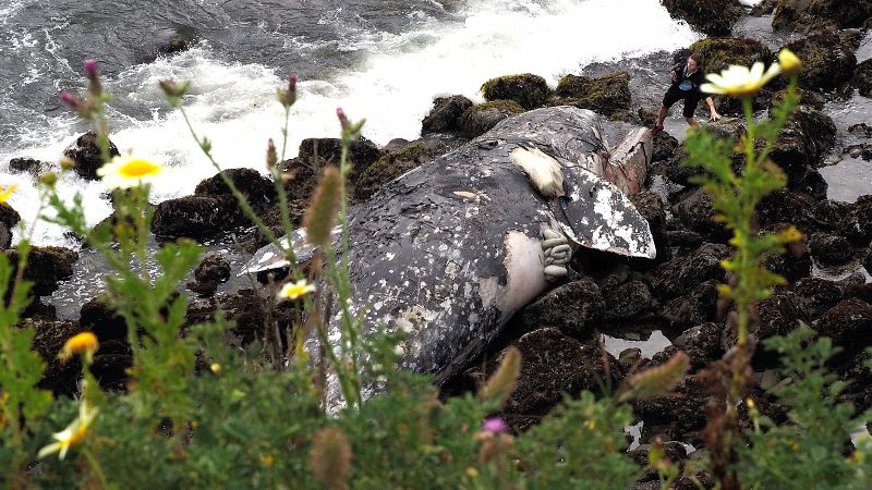 Las tormentas solares podrían afectar a la orientación de las ballenas grises