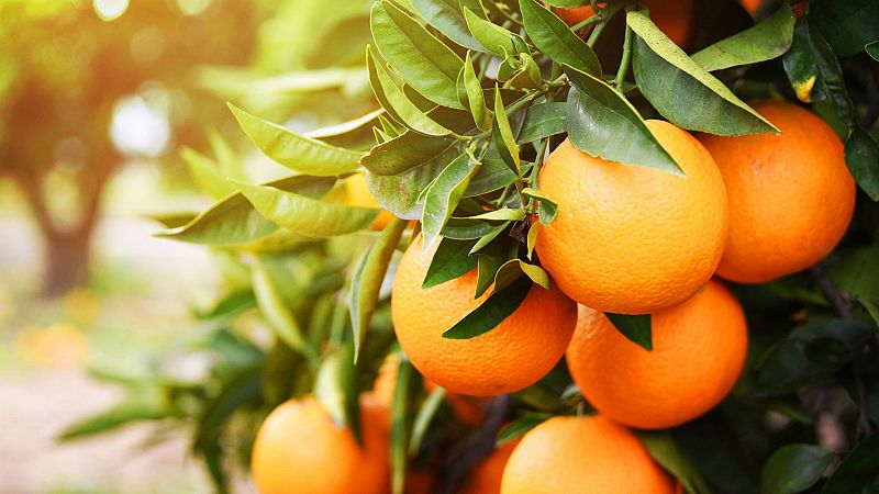 Una molécula que se encuentra en las naranjas podría reducir la obesidad y prevenir enfermedades cardíacas y diabetes