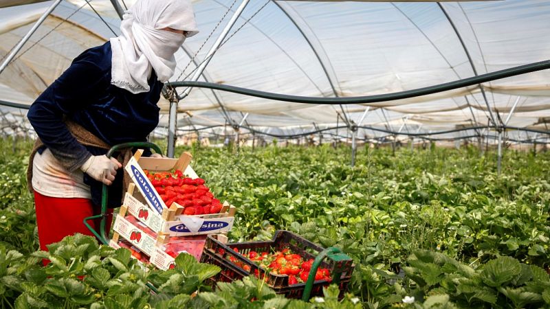 Agricultura advierte sobre la falta de temporeros para la campaña de recogida de la fruta