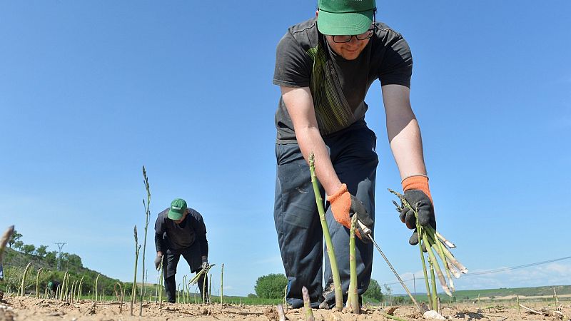 Los parados españoles miran al campo mientras el sector acusa la falta de temporeros con experiencia