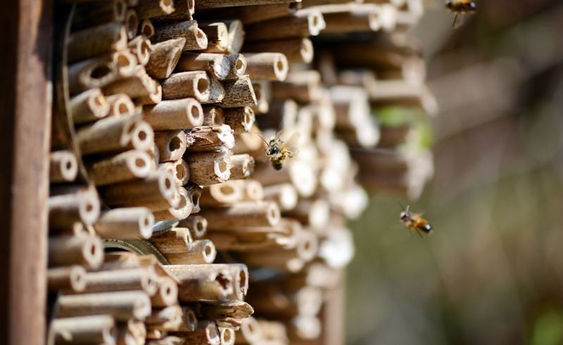 ¿Para qué sirve un hotel para insectos?