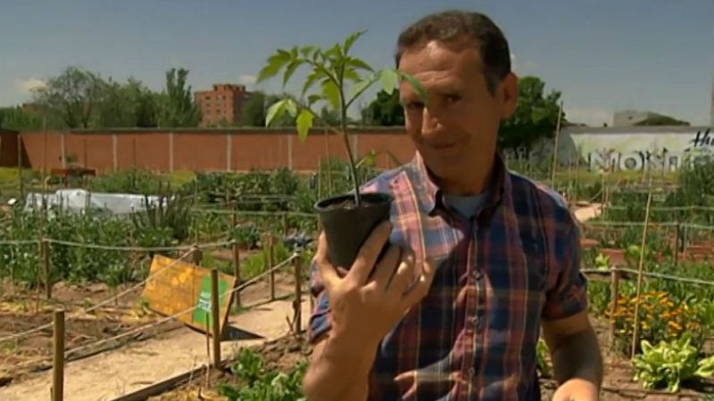 Cómo plantar tomates "de apartamento"