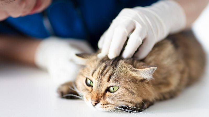 Detectan el primer caso de gato infectado por coronavirus en España