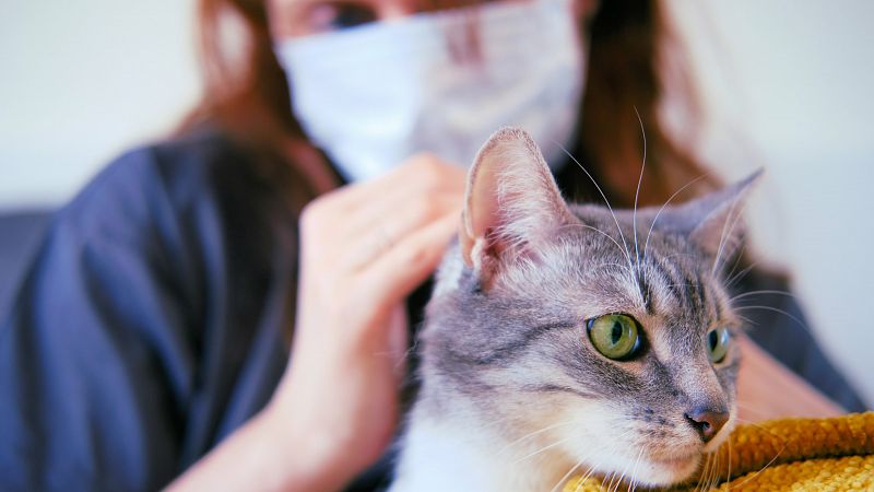 Las autoridades sanitarias confirman que las personas pueden transmitir el coronavirus a los gatos, pero no al revés