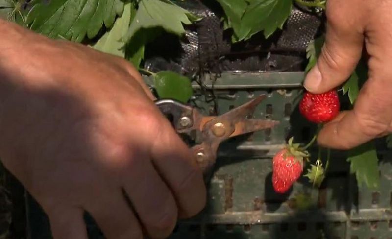 Fresas, de tu maceta a la boca