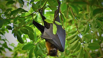 Reserva natural - Murciélagos, ¿víctimas también de la pandemia? - 10/06/20 - escuchar ahora