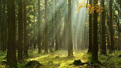 Libros sobre bosques y plantas olvidadas