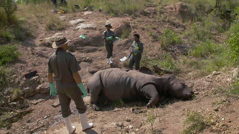 'La noche temática' denuncia la extinción de la fauna salvaje