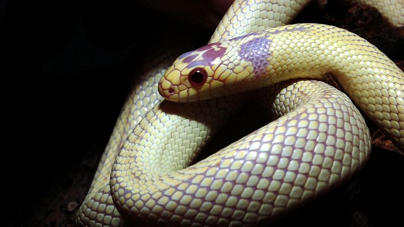 Día Mundial de las Serpientes: te contamos por qué son tan importantes en nuestros ecosistemas