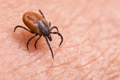 Los cinco peligros del verano (a parte del coronavirus)