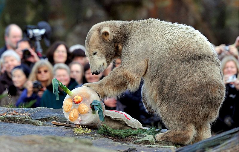 El osito Knut se hace grande y tendrá que abandonar el zoo que le vió nacer