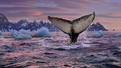 D�a Mundial de las Ballenas y los Delfines: conciencia sobre su caza furtiva