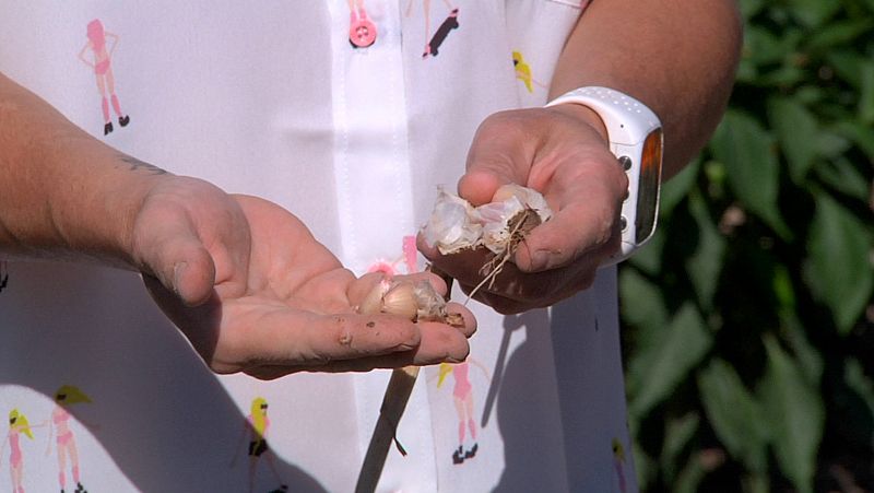 �Receta del verano! Tartar de gambas con crema de ajo fino y caviar