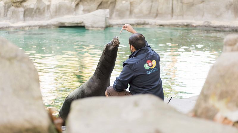 Aquest diumenge 'Cinc dies a...'  ens mostra el Zoològic de Barcelona per dins