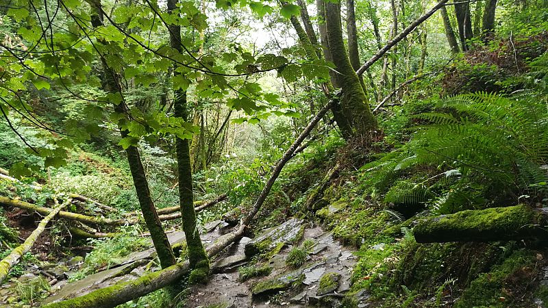 La naturaleza nos ayuda a estar sanos