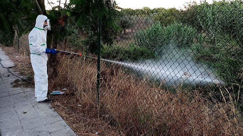 Una mujer octogenaria, segunda víctima mortal del virus del Nilo en Andalucía