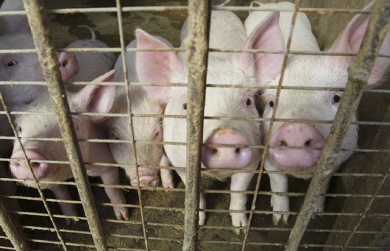 Sanidad afirma que España no importó carne de cerdo contaminada en Irlanda