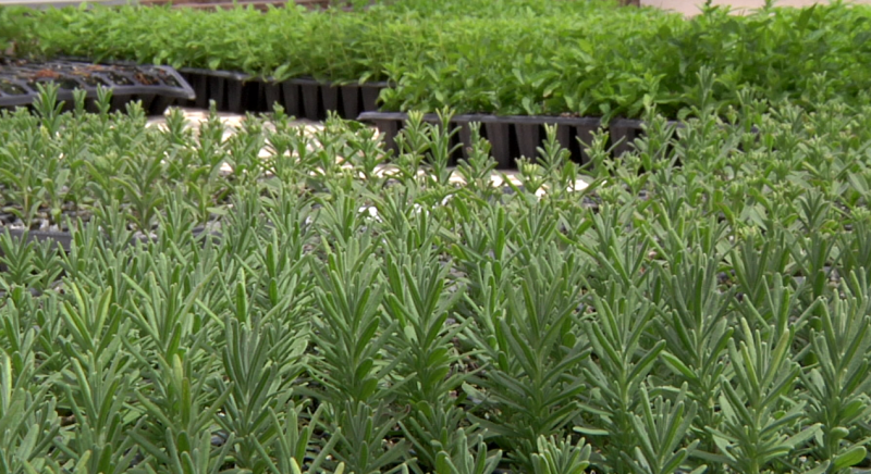 Las principales plantas aromáticas y su uso en la cocina