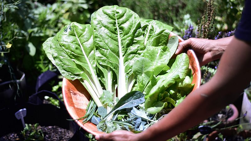 Las acelgas: consejos para cultivar, cuidar y cocinar