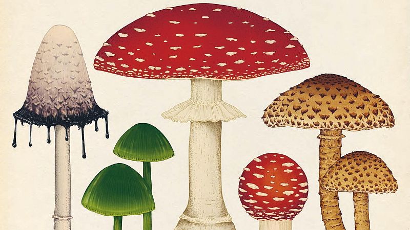 'Fungarium', el libro ilustrado que nos descubre los secretos de los hongos