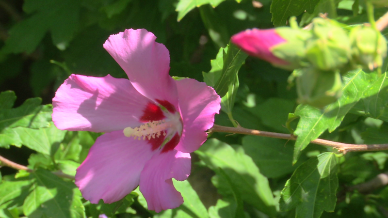 ¿Qué propiedades curativas tiene el hibiscus?
