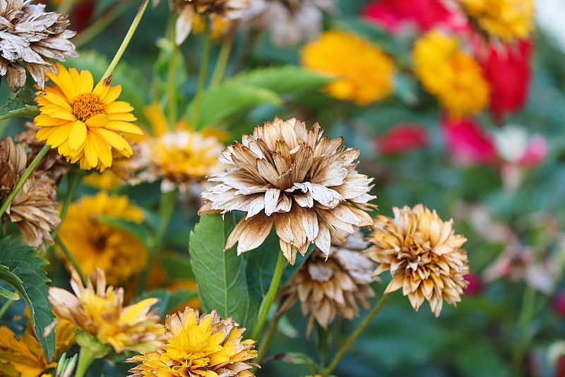 Trucos de jardinería: ¿cómo recuperar nuestras plantas tras las duras condiciones del verano?