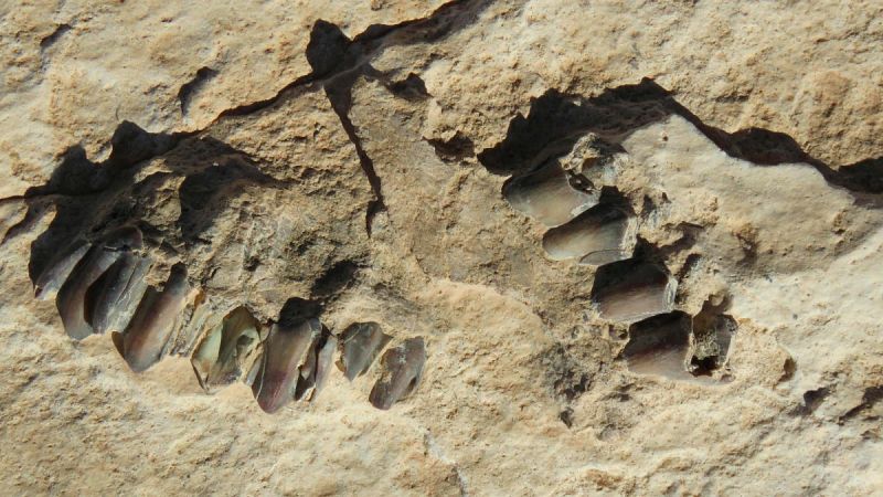 Hallan huellas humanas de 120.000 años de antigüedad en Arabia Saudí