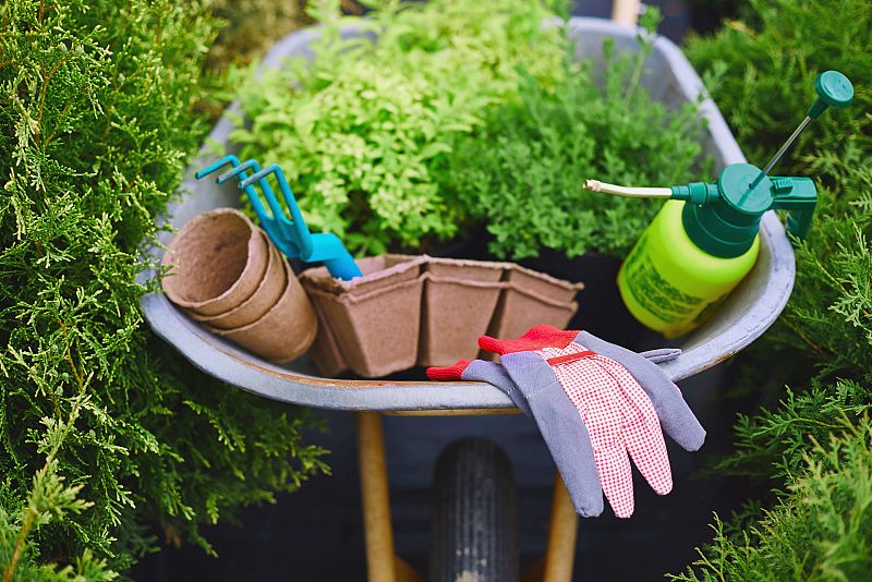 Trucos de jardinería: ¡cómo cuidar tu planta de interior y que no muera en el intento!