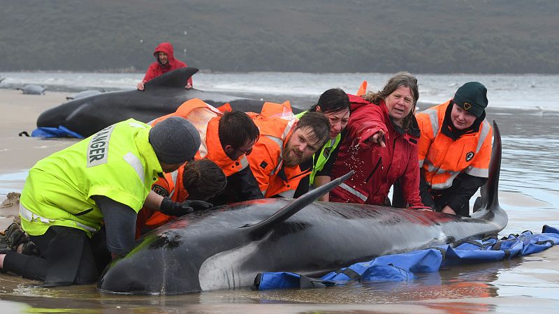 Australia trabaja contra reloj para salvar a las últimas veinte ballenas varadas