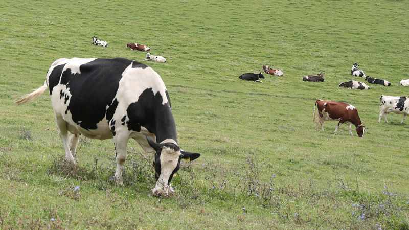 Investigan si la leche inmunizada de vaca podr�a proteger contra el COVID-19