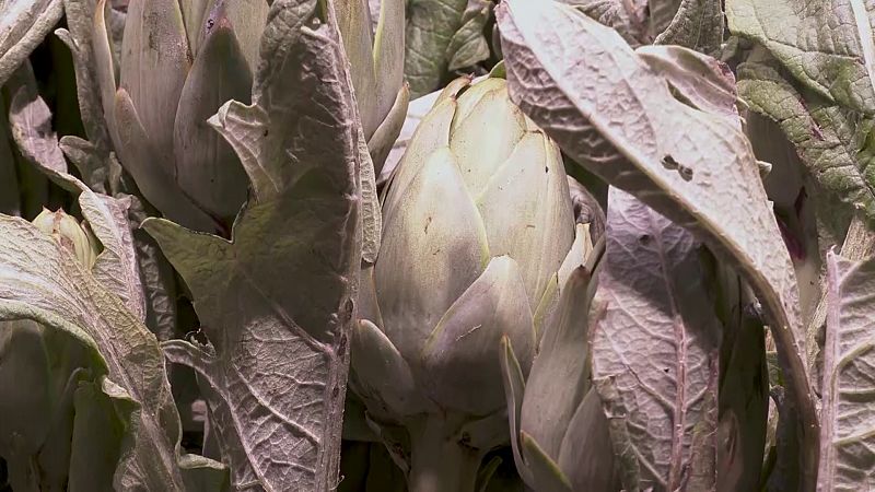 La flor de la huerta Navarra: la alcachofa blanca de Tudela