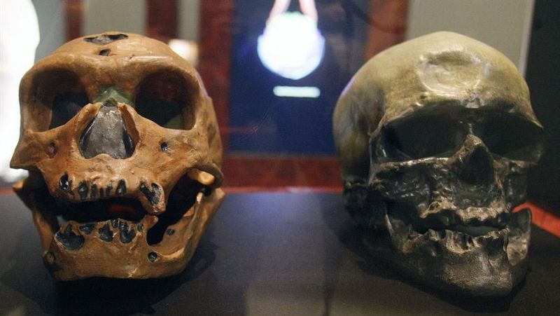 El 3D escudriña el tórax de los neandertales: la forma robusta es heredada