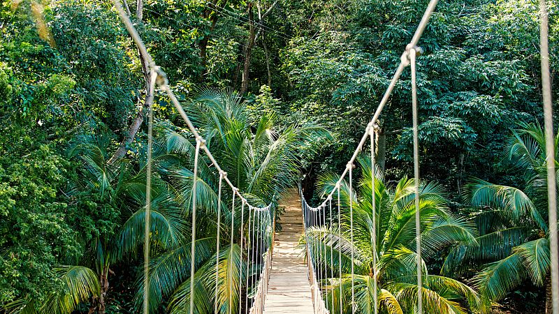 Biofilia: el efecto terapéutico de la naturaleza