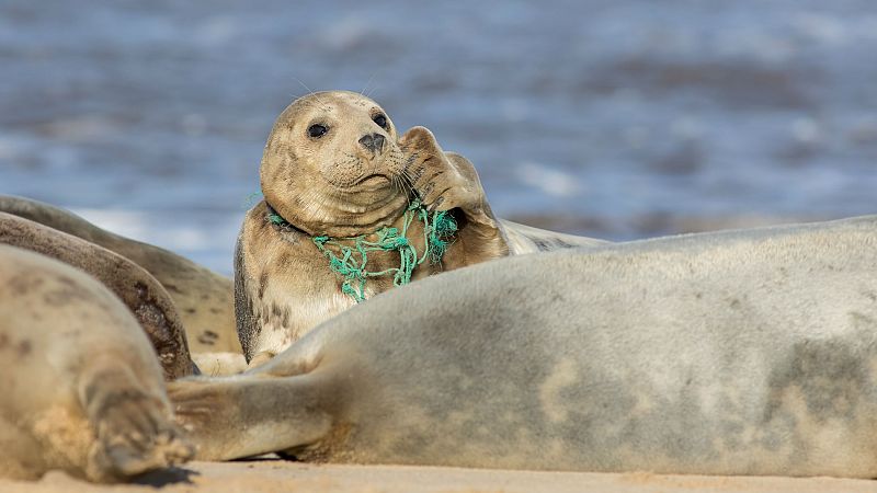 Un millón de toneladas de redes de pesca acaban cada año en los océanos, según WWF