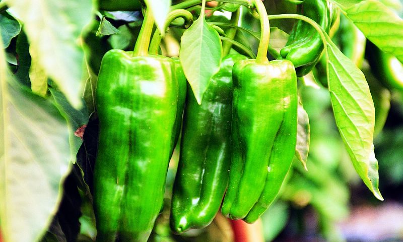 ¡El cultivo del pimiento! Un alimento muy versátil en la cocina y en la huerta