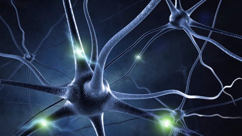 Neurogénesis: el poder de generar neuronas