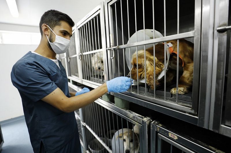 Los casos de maltrato animal se multiplican en España con la pandemia