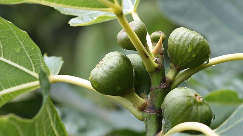 La cocina ibicenca resiste desde el medievo: esto es Ibiza y no David Guetta