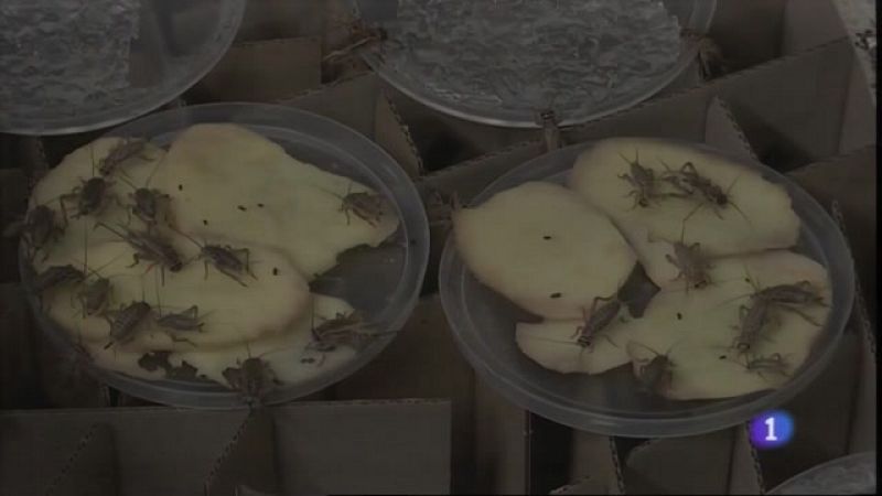 Insectos para degradar el plstico